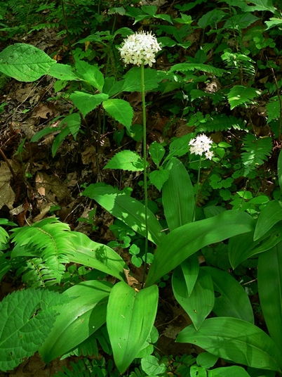 {Clintonia umbellulata}